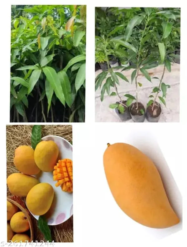 Three Taste Sweet Mango Plants