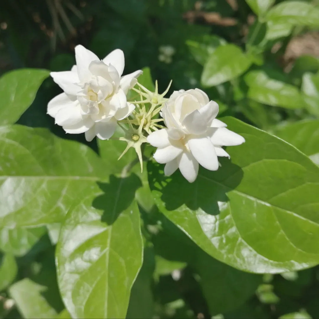 Jasmine Sambac Flowers plant