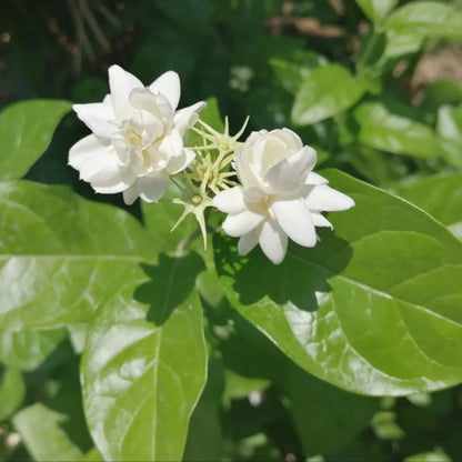 Jasmine Sambac Flowers plant