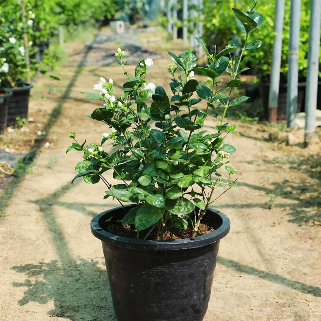 Jasmine Sambac Flowers plant