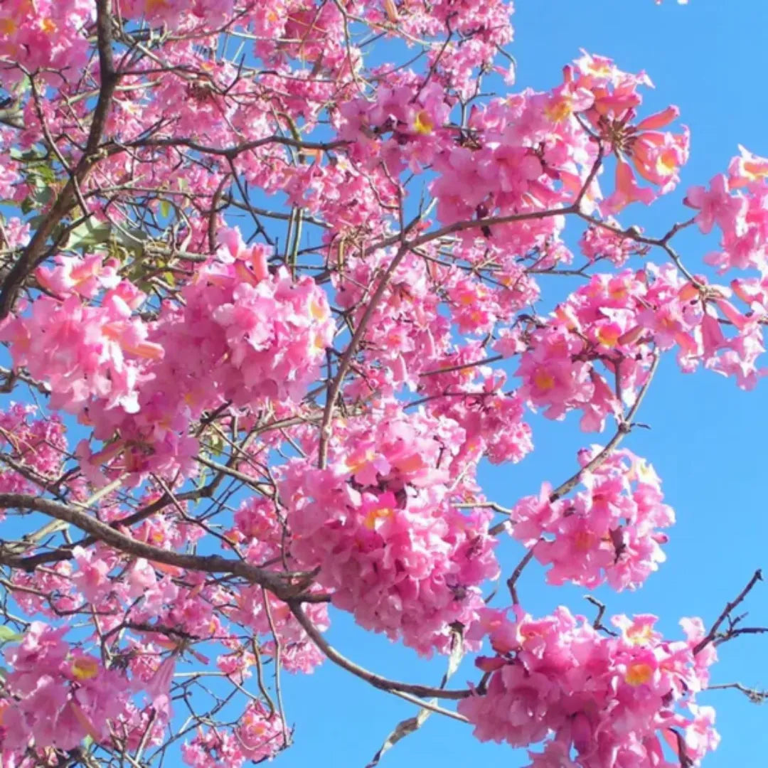 Jacaranda Flowers Plants (pink)