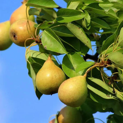 Nashpati ( pear ) Fruit Plant Grafted