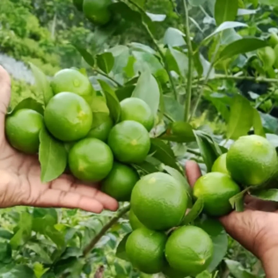 Thai Patti Lemon Fruit Plant