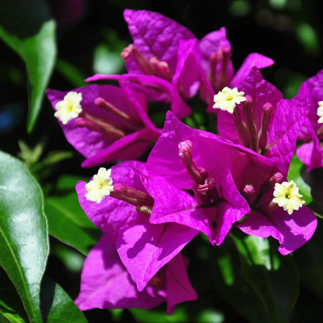 Bougainvillea Flower Plant(PURPLE)