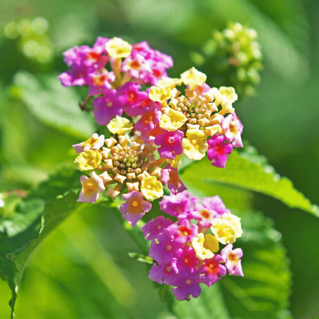 Lantana Flowers Plants ( Pink)