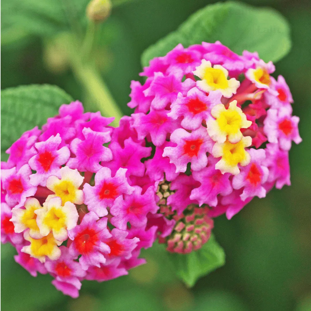 Lantana Flowers Plants ( Pink)