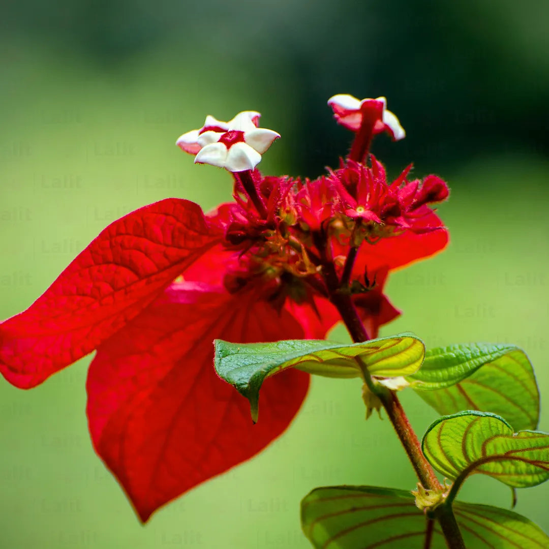 RED Mussaenda Flowers Plants