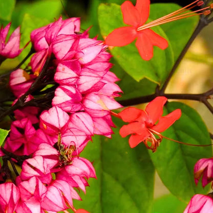 Bleeding Heart Vine Red Flowers Plants