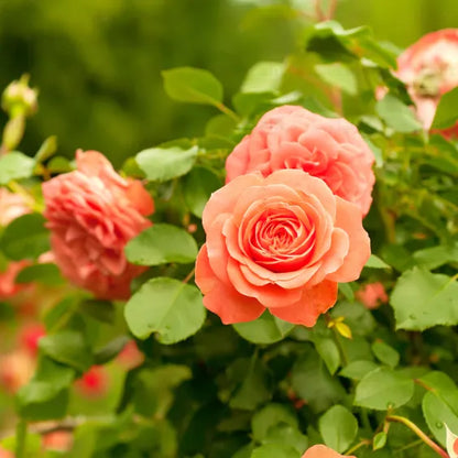 Climbing Rose (Orange) Flower Plants