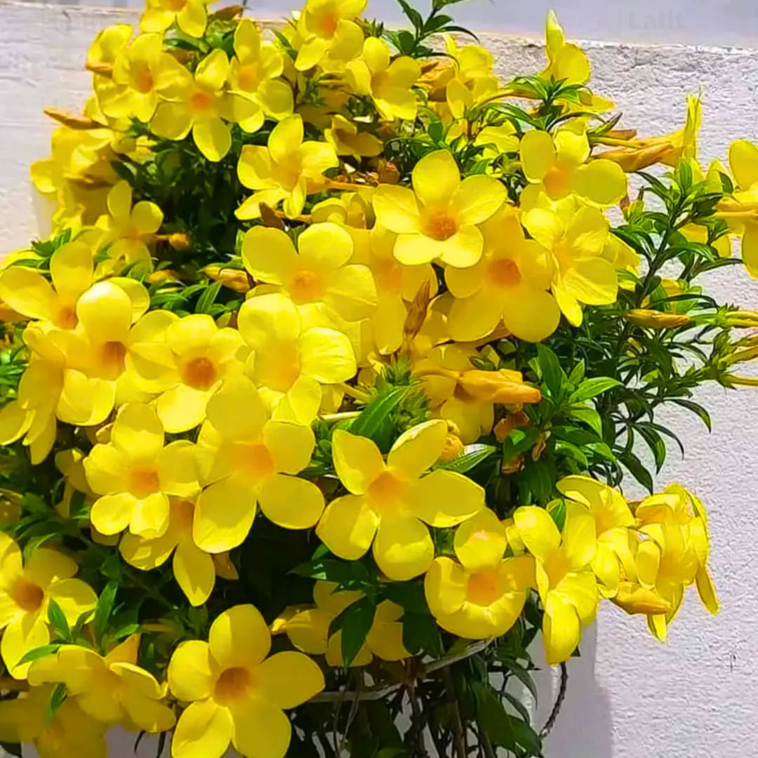 Allamanda Flower Plant(Yellow)