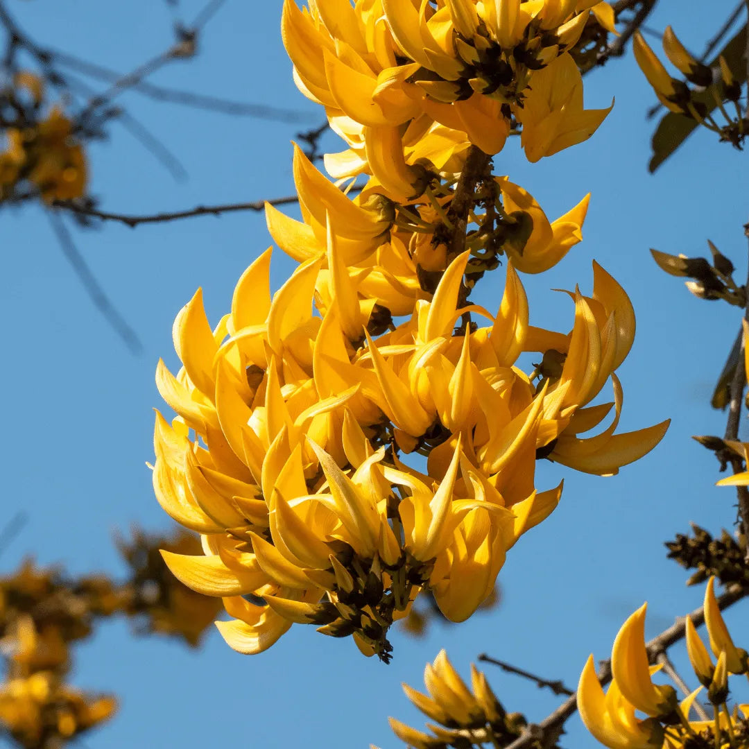 Yellow Butea Monosperma ( palash ) Grafting flowers plants