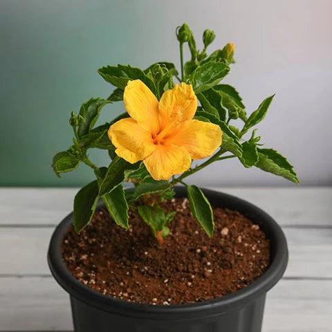 AMERICAN HIBISCUS FLOWERS PLANT( Light Yellow)