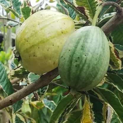 Grafting variegated Guava Fruit plant