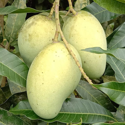 VASTARA Mango Plants (Grafted)