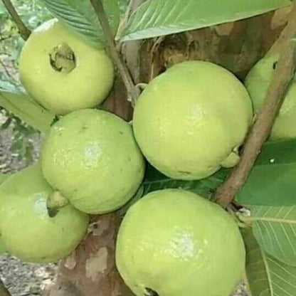 Thai 7 Guava Fruit Plants