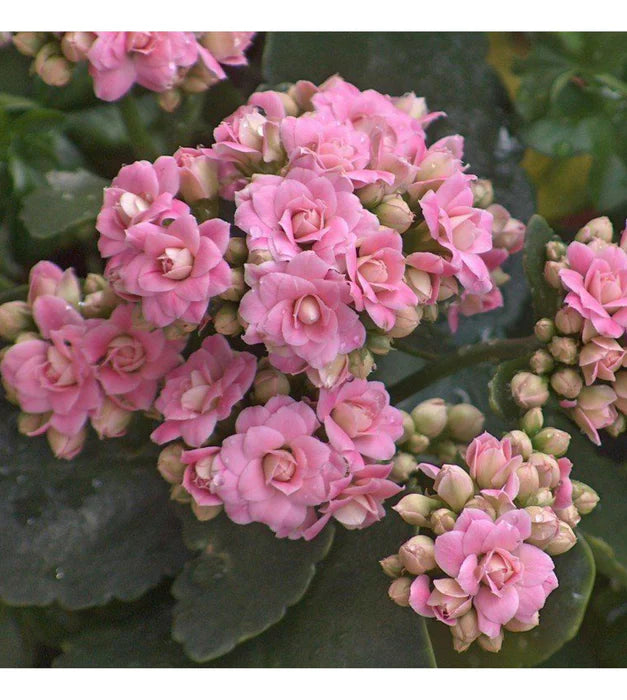 Florist Kalanchoe Flowers Plants (Pink)