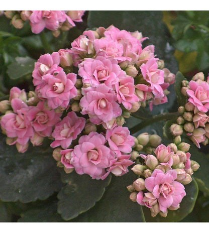 Florist Kalanchoe Flowers Plants (Pink)