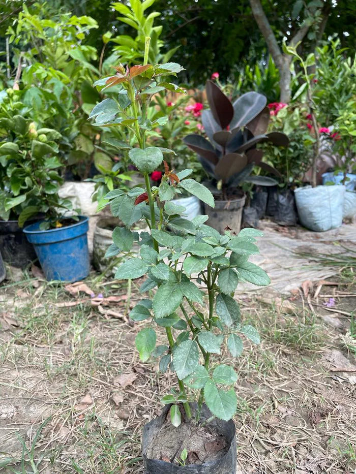 Red Rose flowers plant (Abradabra)