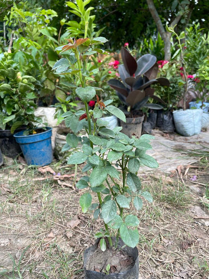 Abracadabra Rose Grafted Flowers Plants