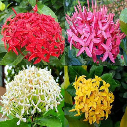 Multicolor Ixora Plant (Pack Of 1) In 4 Colour Ixora Plant
