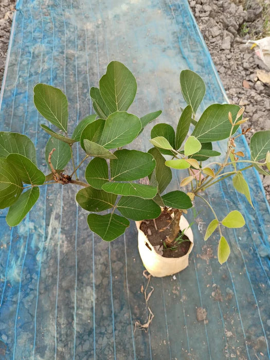 Yellow Butea Monosperma ( palash ) Grafting flowers plants