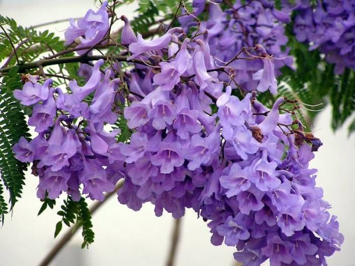 Jacaranda Flowers Plants (Blue)