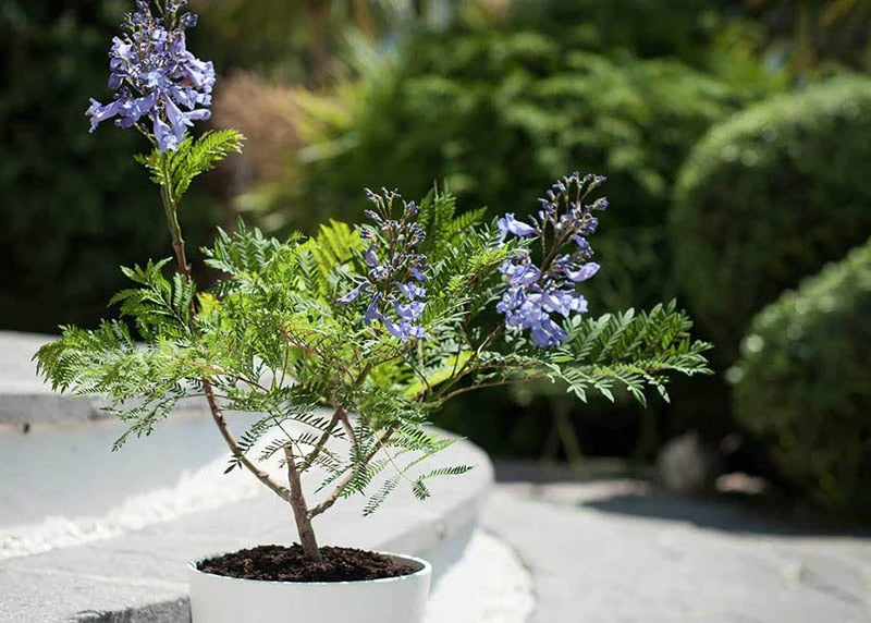 Jacaranda Flowers Plants (Blue)