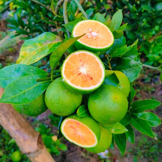 Bari 1 sweet malta Orange plants