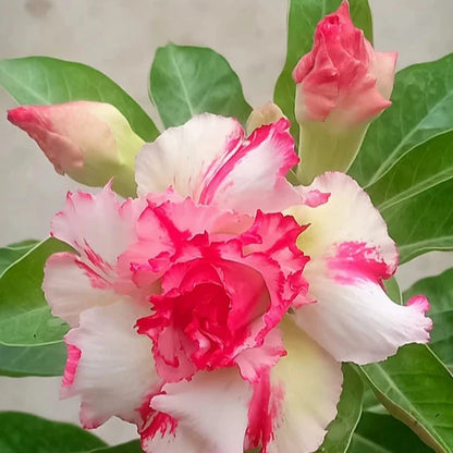 Adenium Rosy Variety Flowers Plants