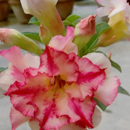 Adenium Rosy Variety Flowers Plants