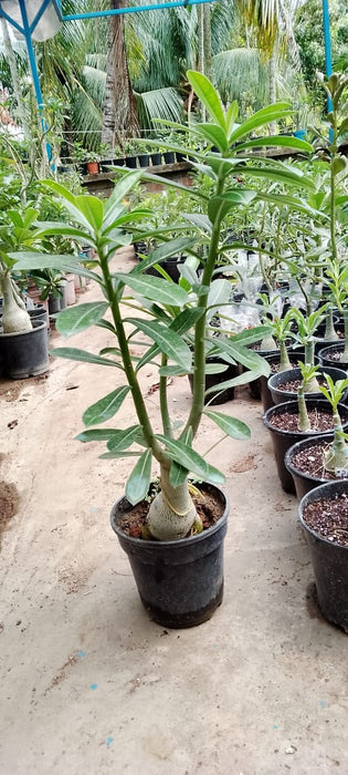 Adenium Rosy Variety Grafting Plant