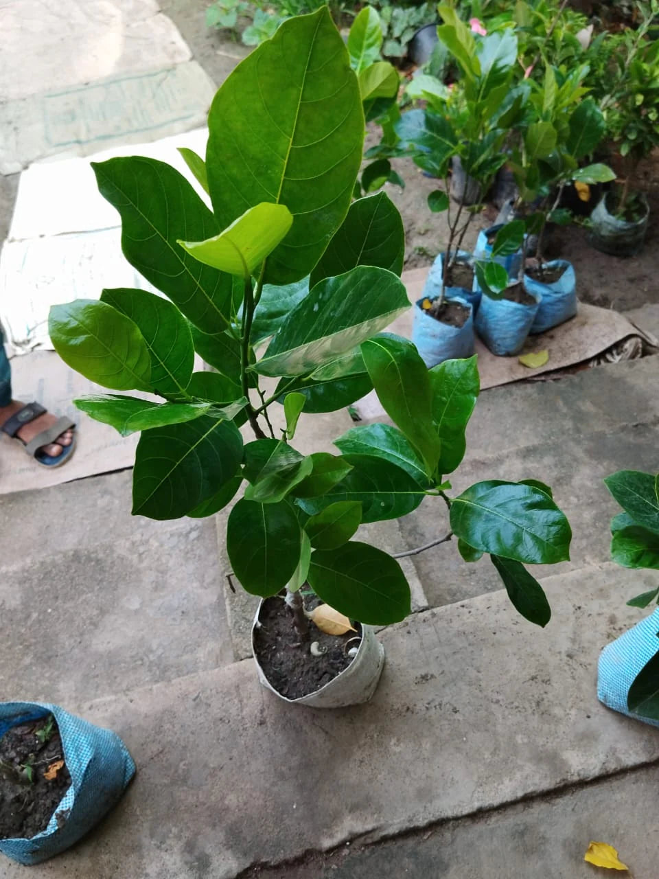 Seedless Jack Fruit Plants