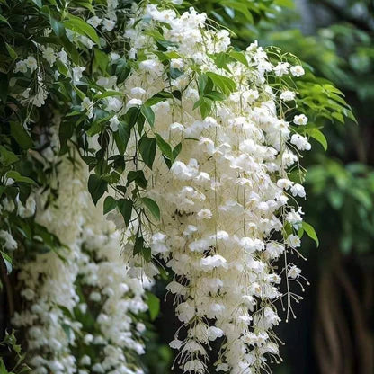 Day creeper jasmine flower plant