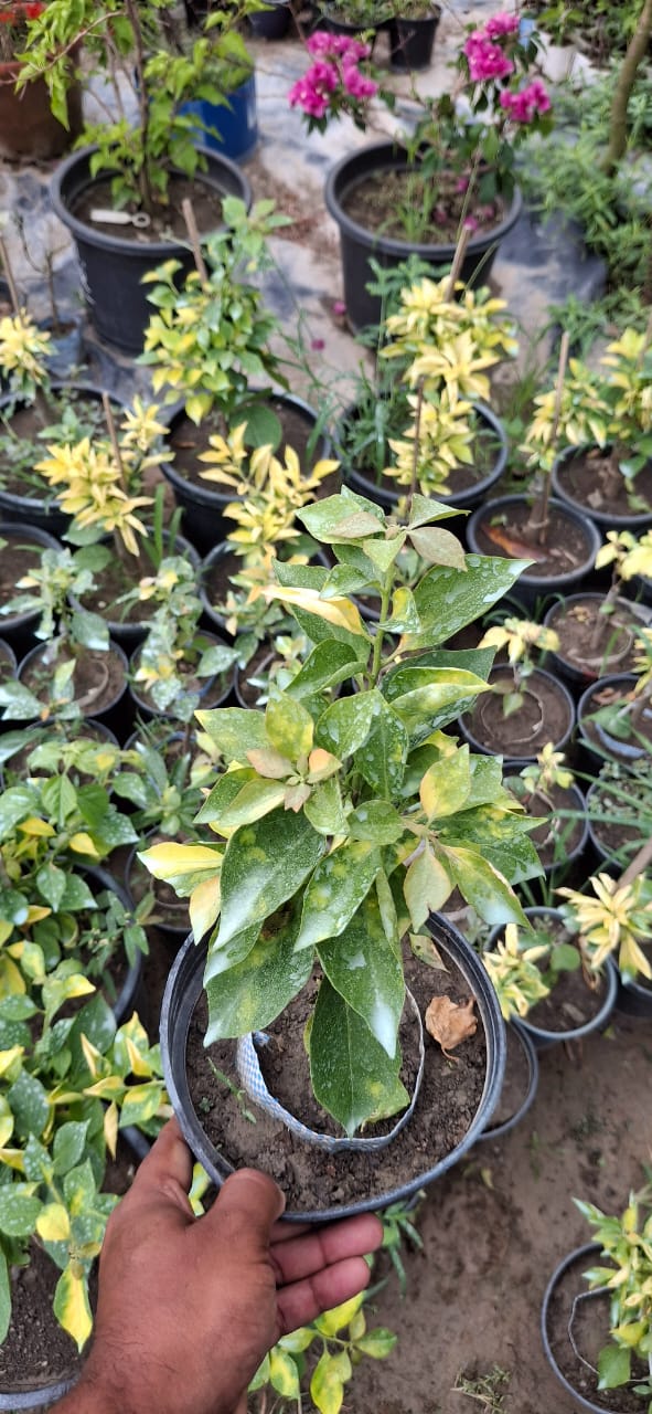 Golden Pedro Bambino bougainvillea (top rare)