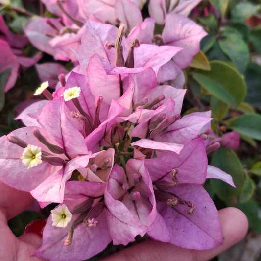 Tricolor Bougainvillea
