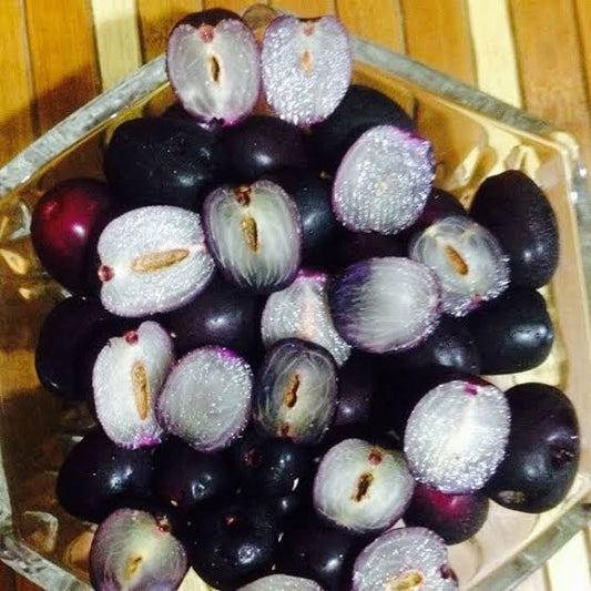 Seddless Jamun Fruit Plants
