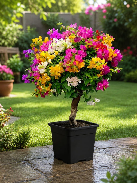 Bougainville Malti Grafted plant (1In 5-6 Colour)