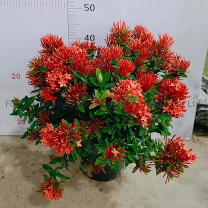 Chinese Ixora Flowers Plants (Red)