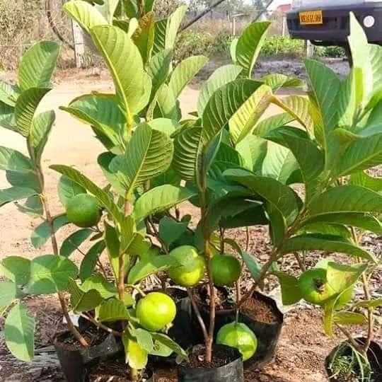 Allhabad Safeda Guava Fruit Plants