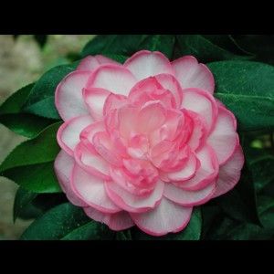 CAMELLIA FLOWERS PLANTS