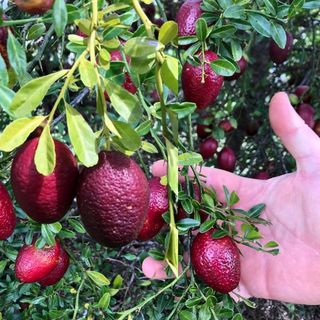 Austrelian Red Lime Fruit Plants