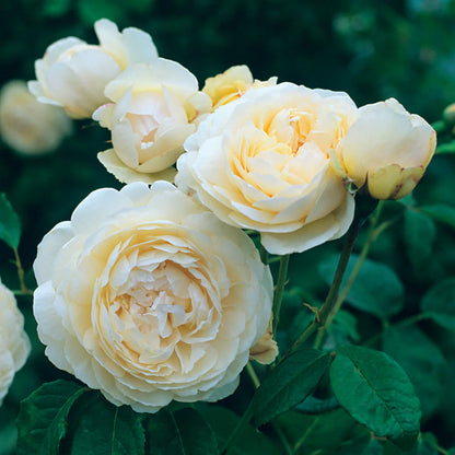 Climbing Rose(White) Flower Plants