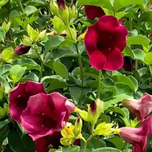 Allamanda Flower Plant (Meroon)