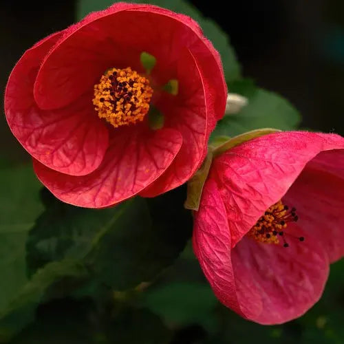 Lantern Hibiscus Flowers Plants (Red)