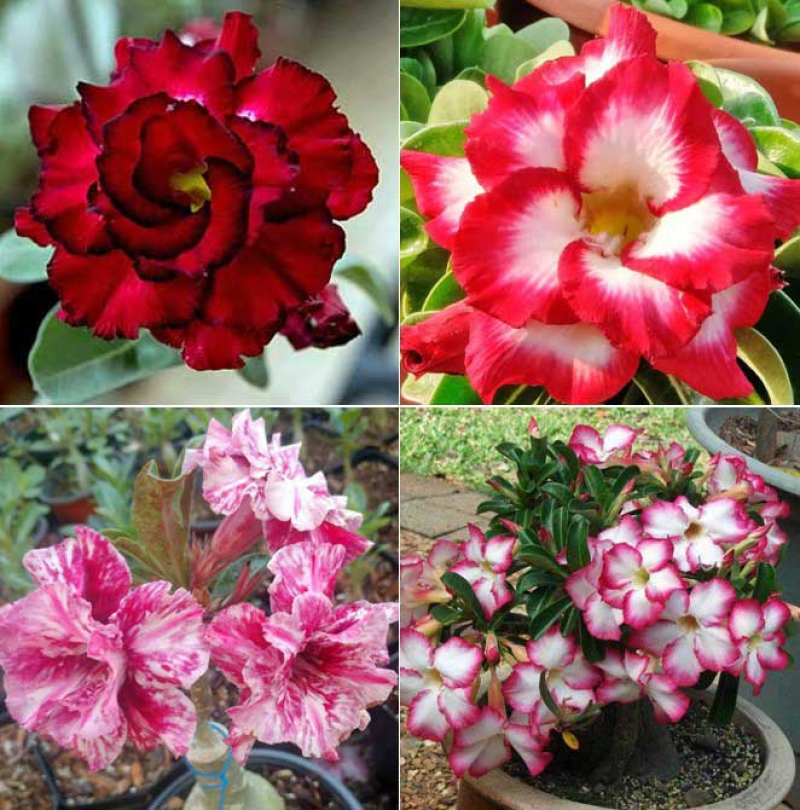 Adenium Grafted Flowers Plants