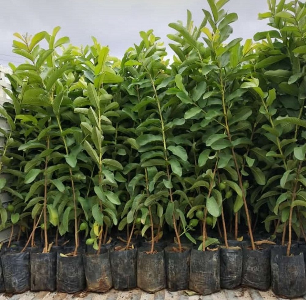 Elhabad Surkha Guava Plants