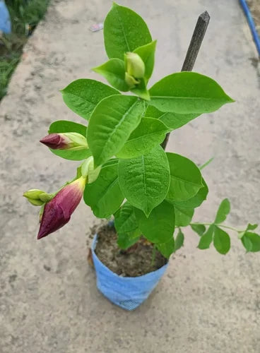 ALLAMANDA FLOWERS PLANTS (Purple)