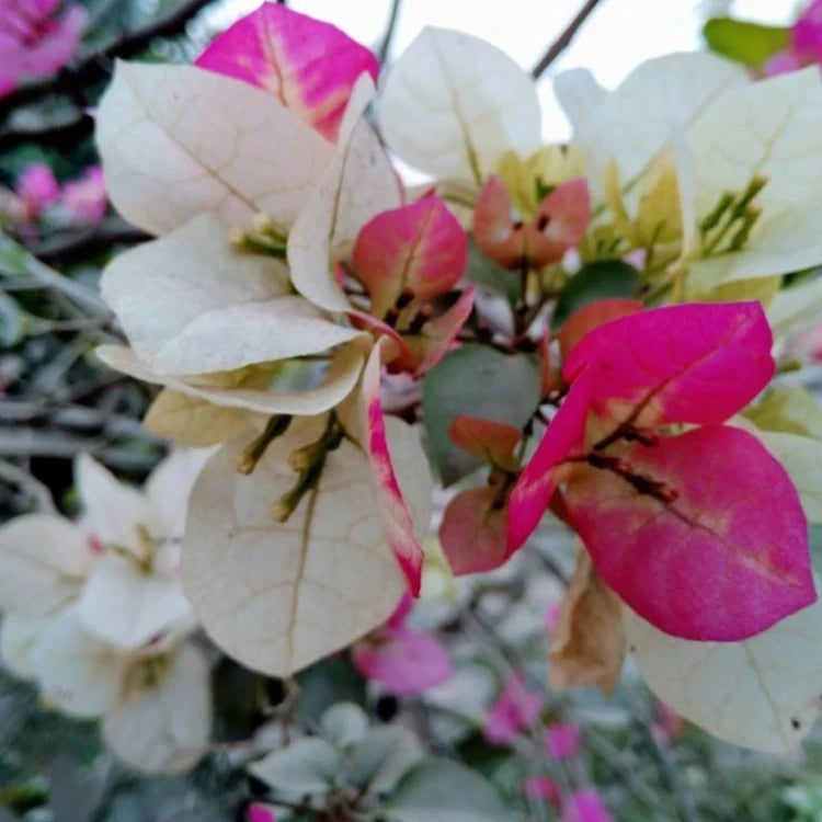 Thai Varity Bougainvallea Flowers Plants