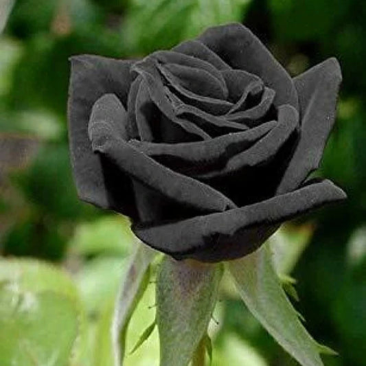 Black Rose