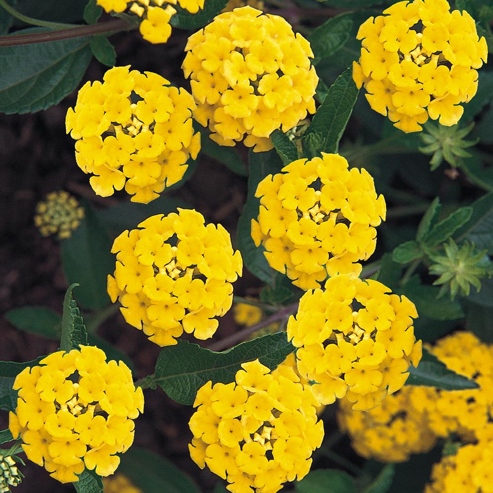 Lantana Flowers Plants (Yellow)